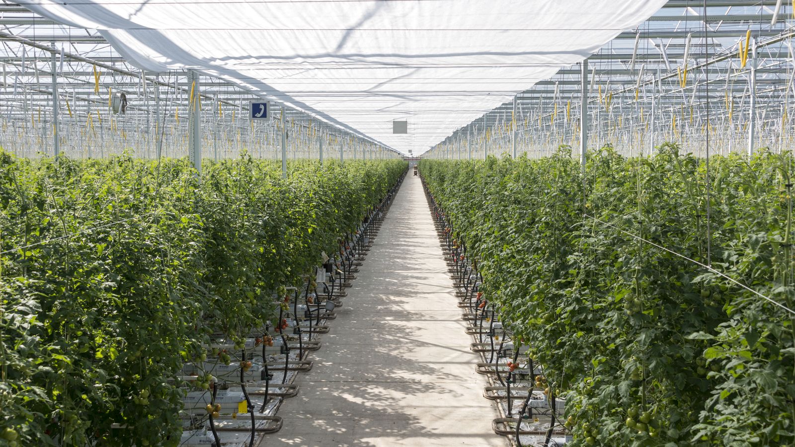 Central aisle of a high-tech tomato greenhouse.